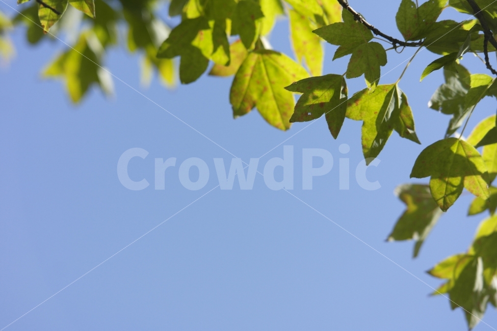 식물,Plants,Sky,bluesky,하늘,파란하늘,초록,자연,Nature,Green,여백의미,감성,아름다운,접사자연,nature,그래픽,웹디자인,sensible,flower,식물도감,야생화,들꽃,배경,느낌,인쇄,디자인,전단,잡지,단풍,design,청명한,심플,깔끔,광고디자인,광고,카탈로그,식물,자연,plants,nature