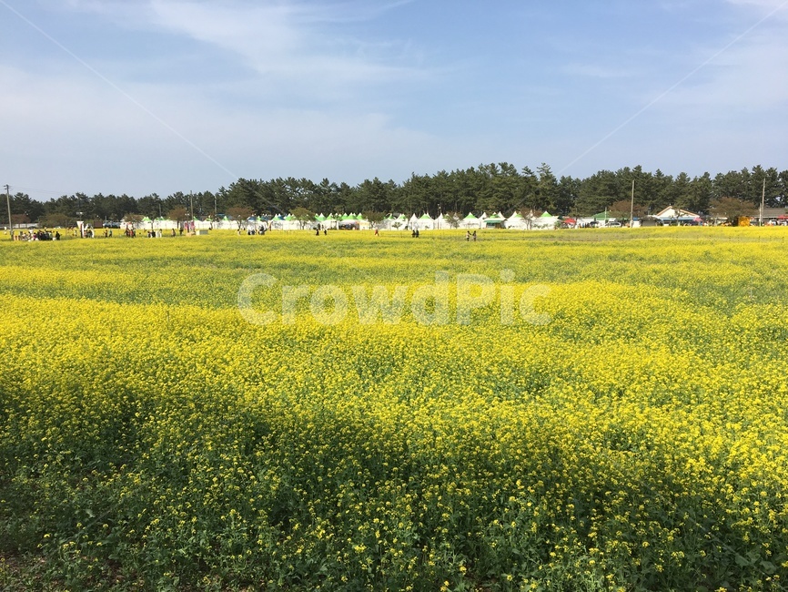 유채꽃,꽃밭,봄,삼척,꽃축제,제주도,꽃놀이,축제,봄,계절,spring,season,자연,풍경,nature,landscape,한국자연풍경,한국자연경관,korea nature landscape,랜드마크,landmark,tourist attraction,해외,외국,세계,foreign,oversea,world,세계랜드마크,해외랜드마크,외국랜드마크,world landmark,world tourist attraction,field,들,grassland,목초지,outdoors,옥외