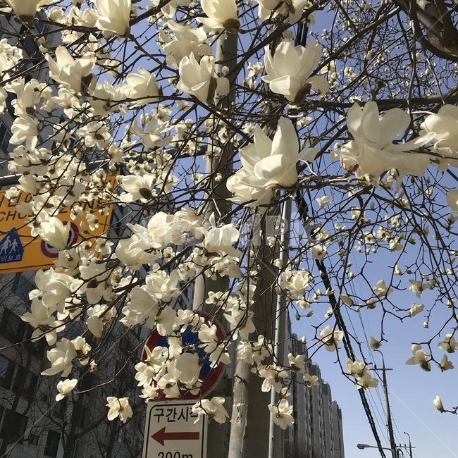 목련,magnolia,봄꽃,whiteflower,flower,spring,봄,길거리