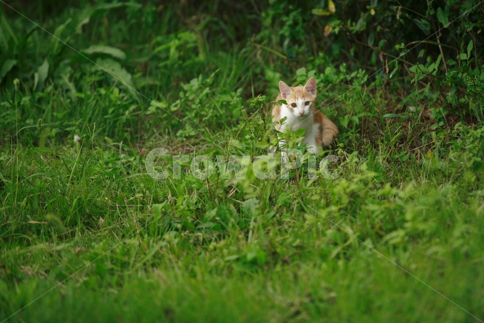 동물,고양이,길고양이,자연,냐옹이,동물,animal,포유류,mammal,고양이,cat,kitten,kitty