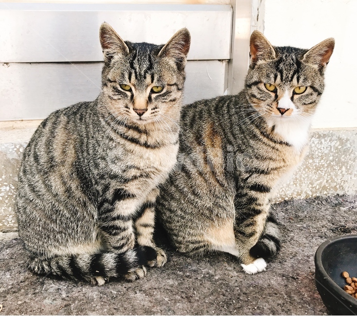고양이,길냥이,반려동물,반려묘,애완동물,집사,야옹,냥이,길고양이,쌍둥이,형제,유전자,자매,남매,가족,동물,animal,포유류,mammal,고양이,cat,kitten,kitty
