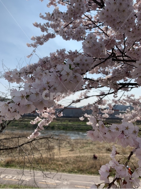 plant,식물,flower,blossom,꽃,안산,봄,계절,spring,season