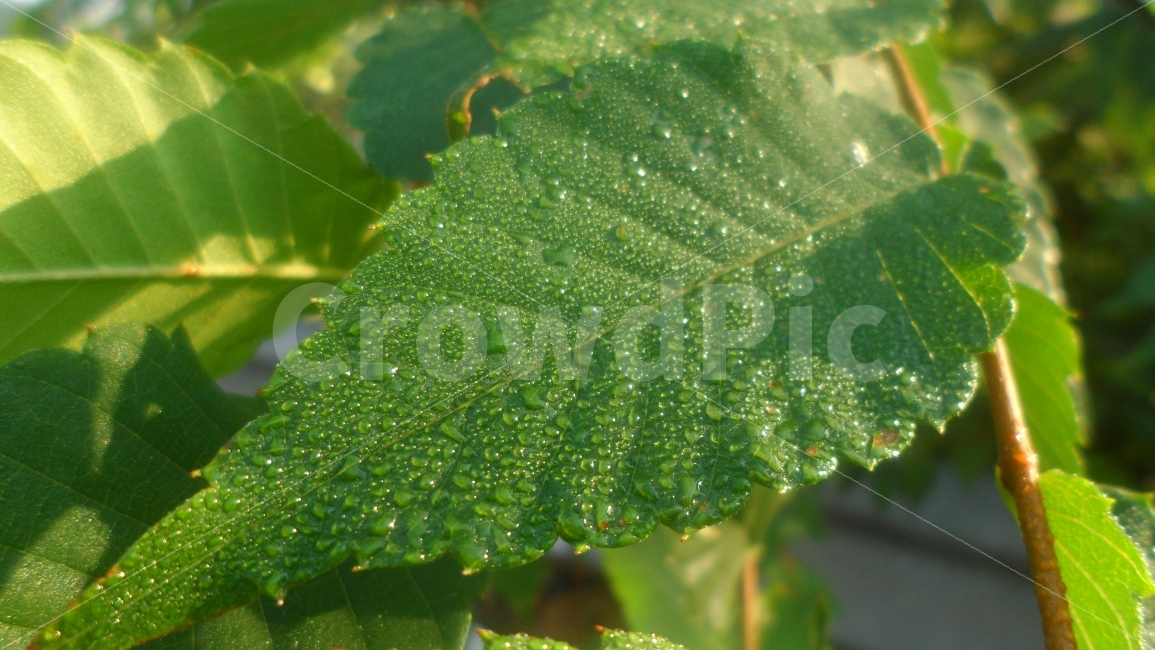 나뭇잎,아침,이슬,상쾌함,그린,식물,자연,plants,nature