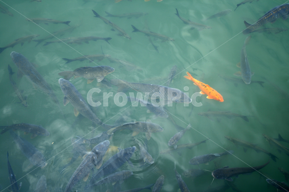 물고기,잉어,호수,여름,물결,공원,동물,animal,어류,물고기,fish