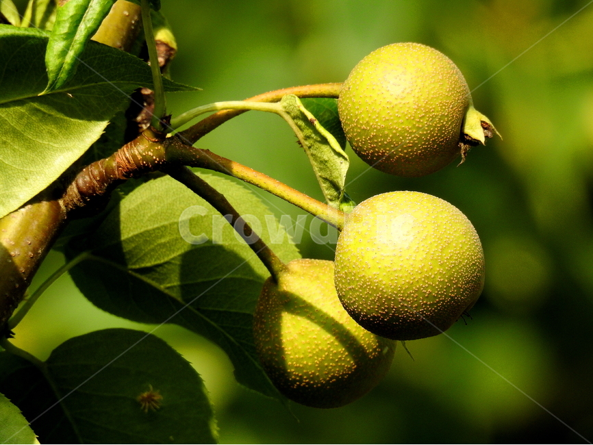 과일,식물,배,fruit,plant,식물,자연,plants,nature,과일,열매,fruit