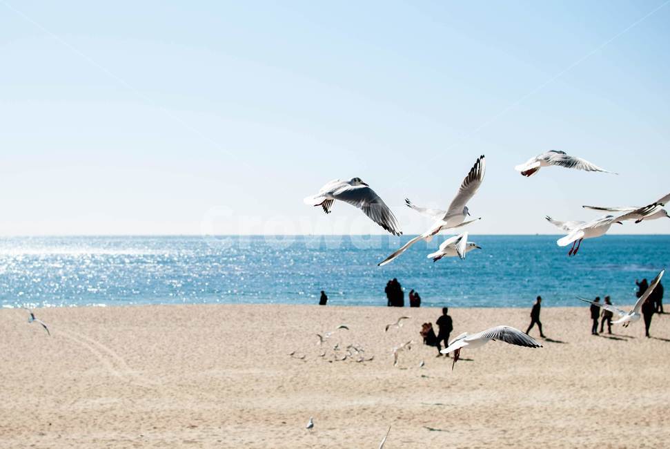 새,bird,갈매기,바다,바다풍경,동물,animal,조류,새,birds