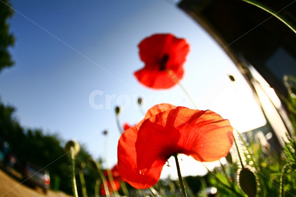 양귀비,원주허브팜,햇빛노출,양귀비꽃,붉은꽃,식물,자연,plants,nature,꽃,flower