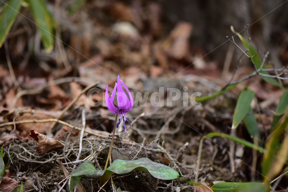 얼레지,야생화,봄,꽃,풀꽃,자연,식물,식생,plants,nature,spring,season,flower