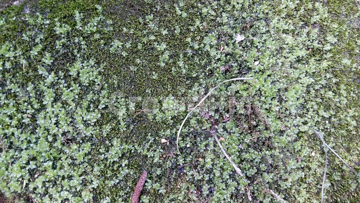 이끼,돌이끼,이끼길,솔이끼,계곡이끼,식물,자연,plants,nature