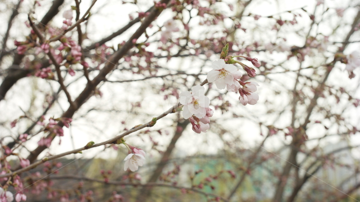 봄,벚꽃,꽃,자연,이쁜,nature,flower