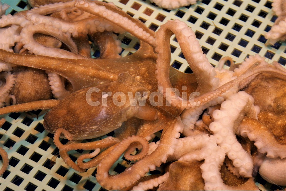 봄,계절,쭈꾸미,별미,동물,음식,식재료,요리,food,cook,meal,dishes,food reserves,수산물,해산물,fishery products,seafood