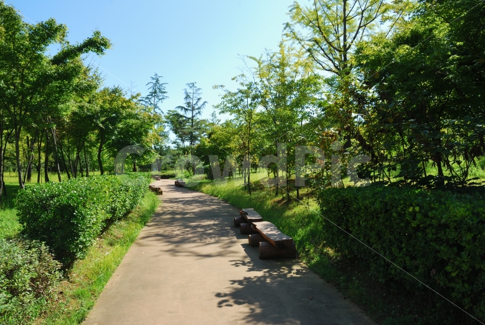 가을,풍경,콘셉트,도시,나무,길,벤치,산책로,공원,숲길,로드뷰,여의도공원,초원,휴식,둘레길,잔디,언덕,잔디밭,오솔길,단독사진,디자인,소스,포토,사진자료,배경,배경사진,제주도,겨울,봄,여름,자연,환경,식물,들판,하늘,구름,낮,풀,산,초록색,풀밭,경치,맑음,자연,풍경,nature,landscape,plant,tree