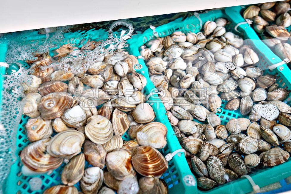 seafood,water tank,lily shell,sealife,seashell,clams,clam,food,marine life
