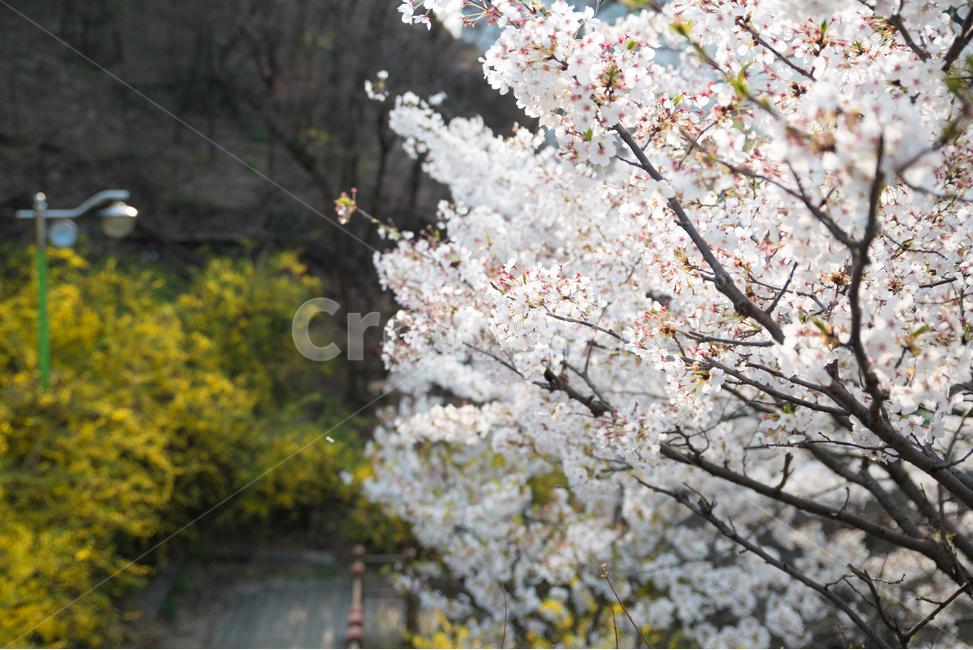 	봄,벚꽃,나무,꽃,계절,따뜻함,꽃잎,밝음,식물,공원,나들이,소풍,풍경,자연,자연풍경,흰색,화이트,거리,산책,산책로,개나리,노랑,봄,계절,spring,season,식물,자연,plants,nature,꽃,flower,감성,sensible,feeling,plant,blossom