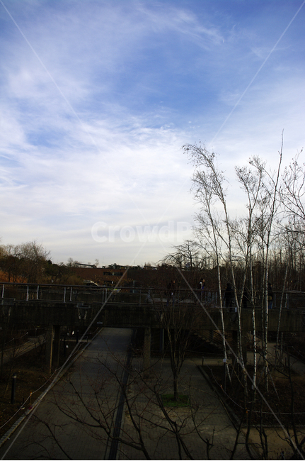 겨울,나무,공원,식물,plant,하늘,구름,자연,풍경,nature,landscape