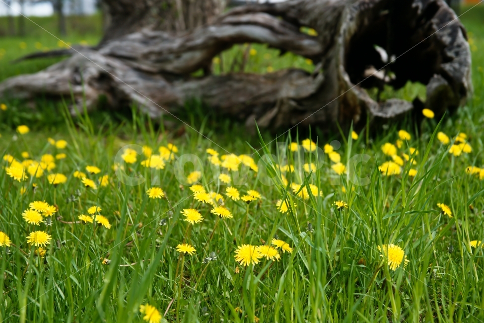 고목,민들래,노랑,녹색,새생명,봄,식물,자연,plants,nature,봄,계절,spring,season,꽃,flower,grassland,목초지,field,들,outdoors,옥외