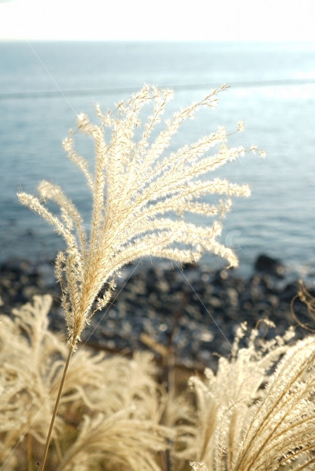 바다,햇빛,자연광,자연,풍경,갈대,황금빛,가을,가을사진,reed,sea,sunlight,식물,자연,plants,nature