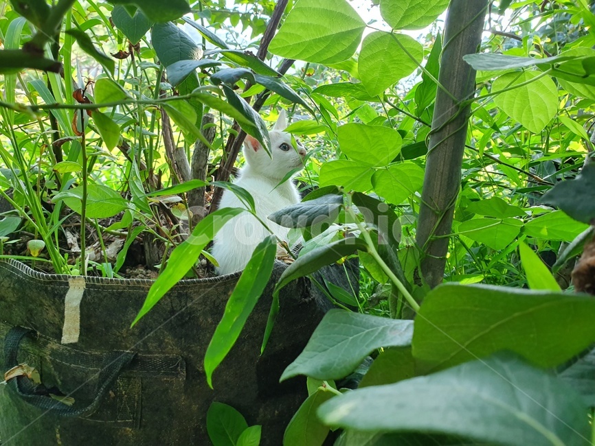 고양이,아기고양이,길냥이,동물,귀여운,캣,사랑스러운,animal,cat,kitty,포유류,풀숲,식물