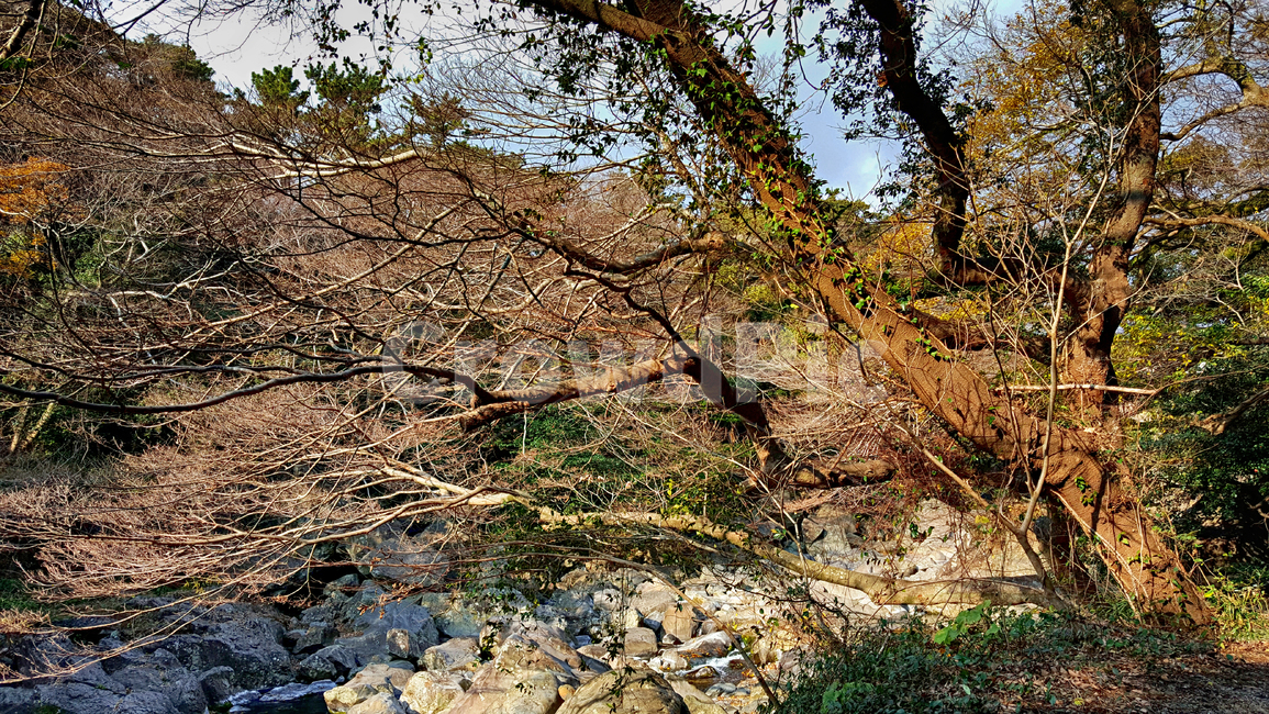 천제연,자연,nature,나무,treetrunk,나무줄기,식물,plant,자연,풍경,nature,landscape