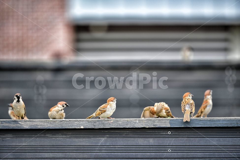 참새,귀여운새,작은새,조류,새,야생,공원,동물,animal,조류,새,birds