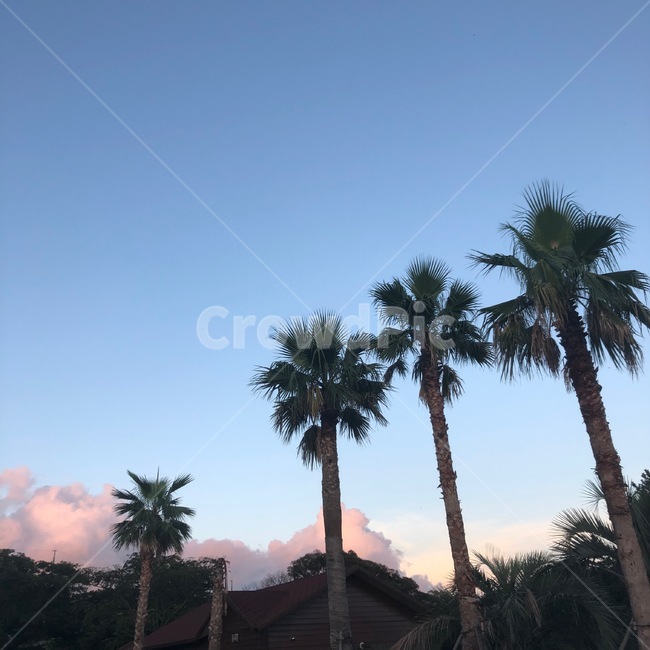 야자수,plant,식물,tree,나무,palmtree,제주도,휴가,하늘,해질녘,감성사진,감성