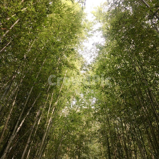 대나무,숲,나무,자연,산,woods,bamboo,tree,nature,mountain