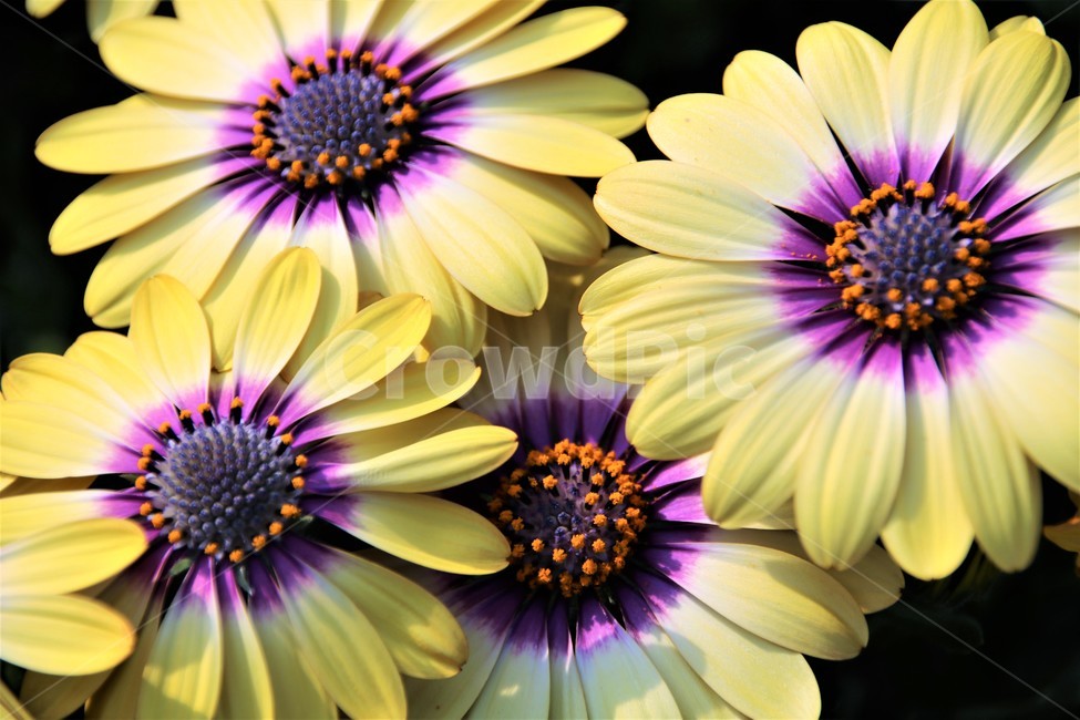 노란꽃,봄,봄꽃,봄내음,꽃술,식물,자연,plants,nature,꽃,flower