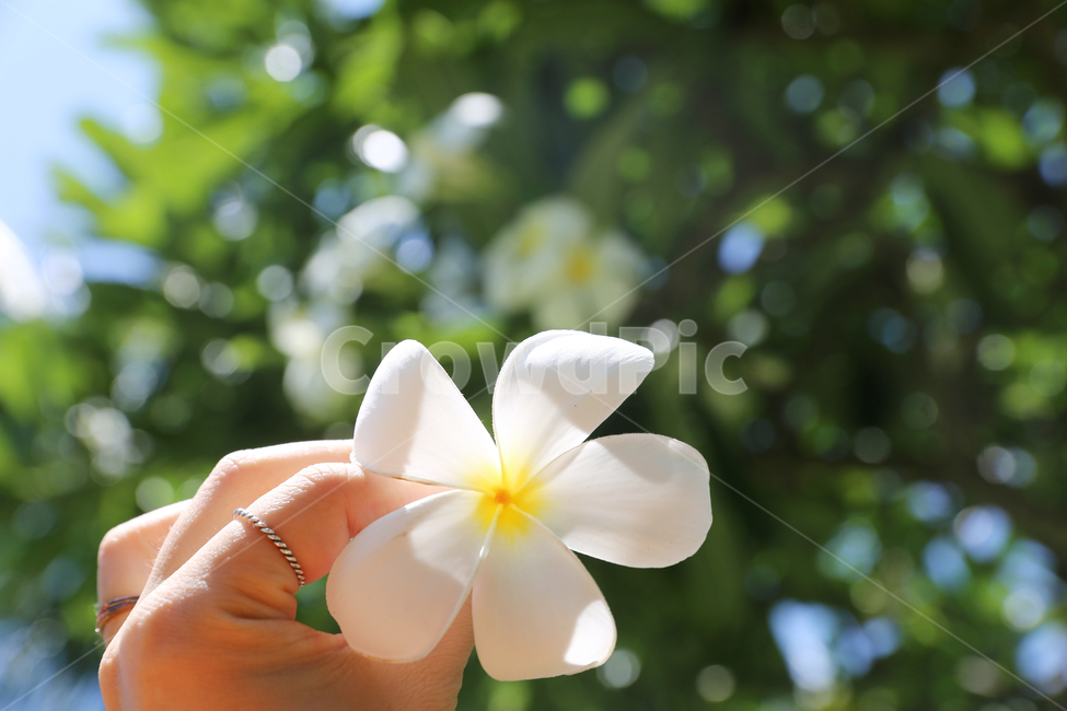 꽃,예쁜꽃,여름,분위기,예쁜