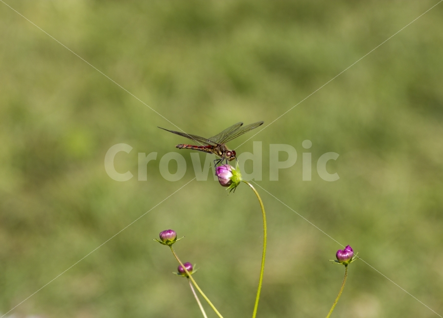 잠자리,꽃,Dragonflies,가벼운,겹눈,곤충,디자인,물,사진,수평구성,접사,Dragonfly,animal,animalwing,infrontof,twig,동물,animal,곤충,벌레,insect,bug