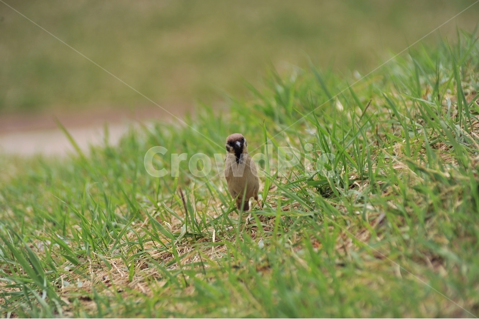 참새,새,텃새,passermontanus,조류,동물,animal,조류,새,birds