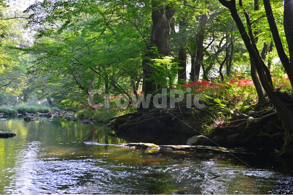 outdoors,옥외,leaf,잎,tree,나무,treetrunk,나무줄기,plant,식물,flower,blossom,꽃,고창,선운사,상사화,꽃무릇,만개,아침,도솔천,반영,자연,풍경,nature,landscape,한국자연풍경,한국자연경관,korea nature landscape
