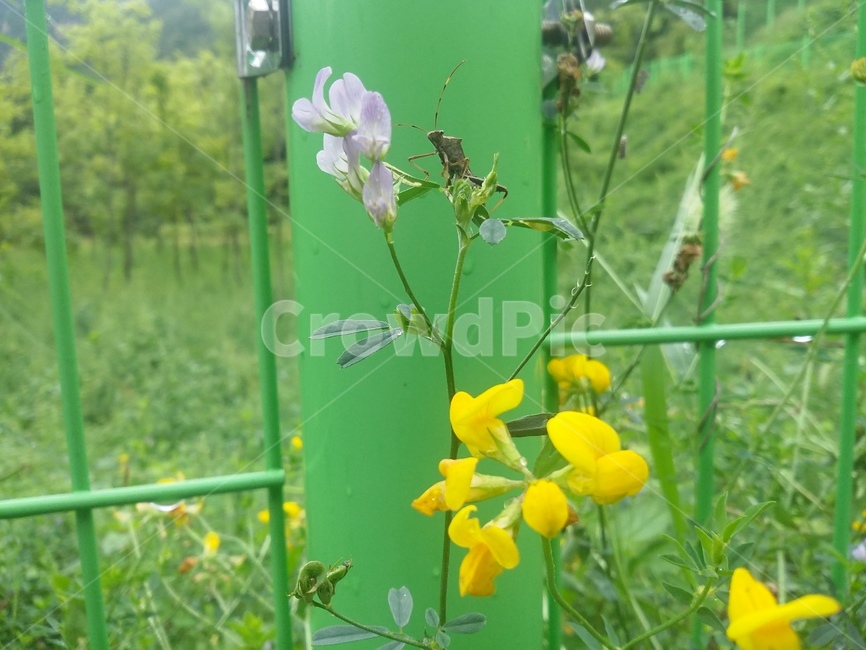 꽃,flower,식물,plant,자연,곤충,식물,자연,plants,nature