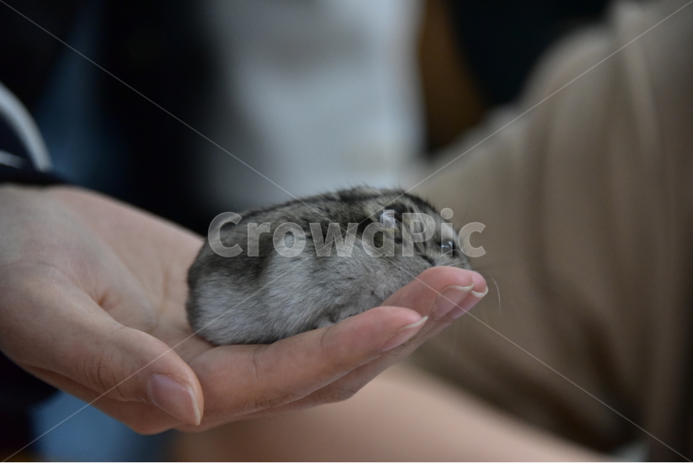 햄스터,동물,애완동물,포유류,펫,귀여움,귀여운,hamsters,mammals,pets,pet,cute,동물,animal,포유류,mammal