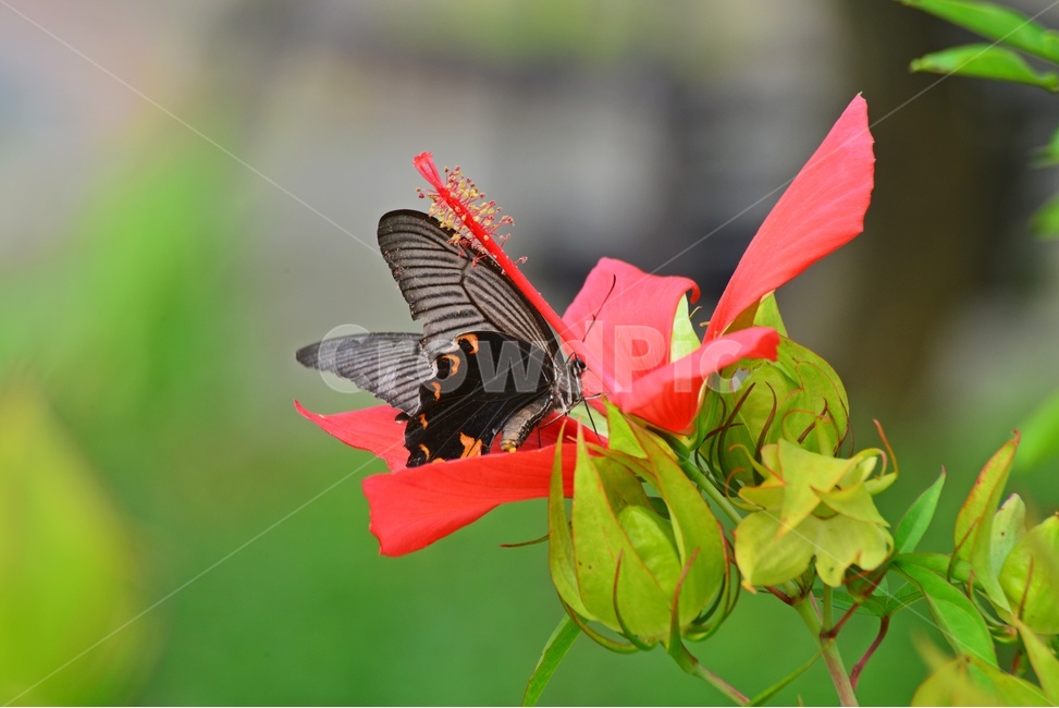 plant,식물,blossom,flower,꽃,피마자꽃,나비,호랑나비