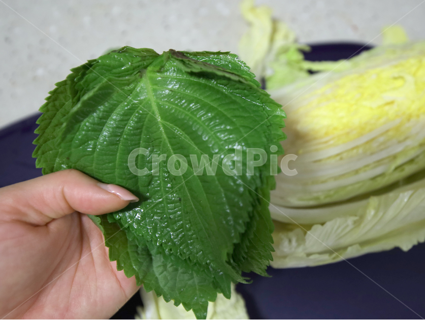 야채,채소,요리재료,식물,plant,싱싱한,깻잎,배추