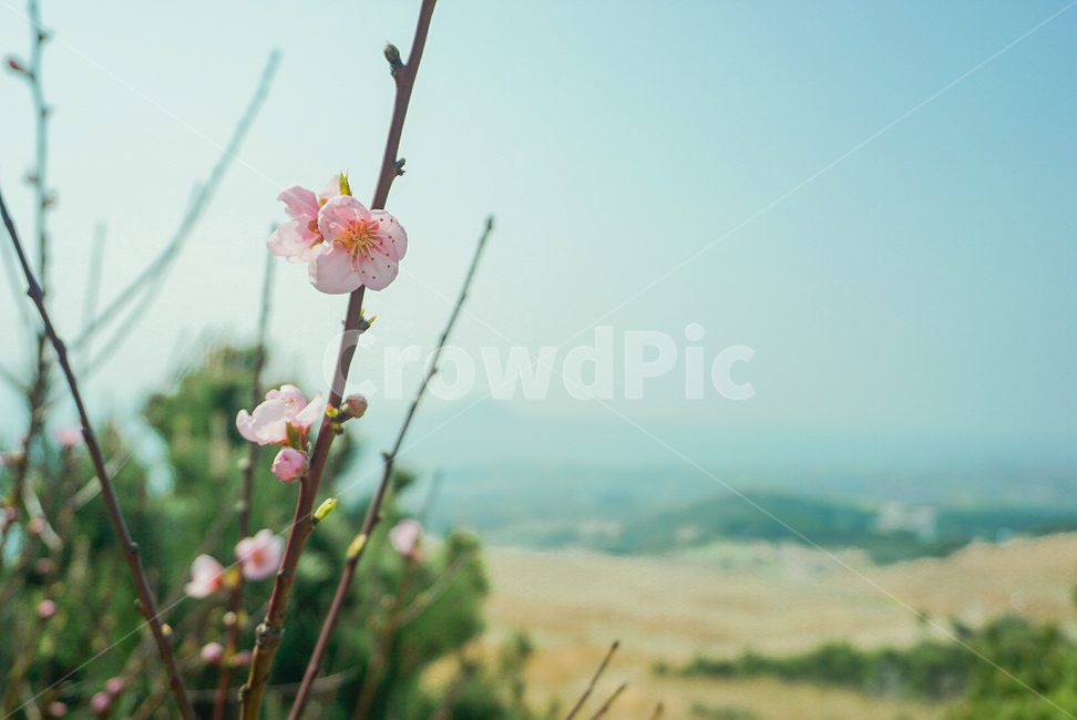 풍경,자연,제주도,벚꽃,감성,식물,자연,plants,nature,꽃,flower