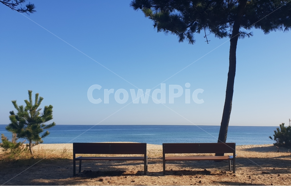 해변,자연,바다,하늘,소나무,벤치,블루,동해,자연,풍경,nature,landscape,bench