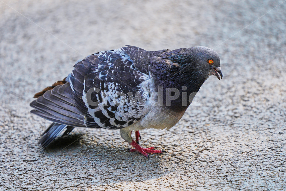 조류,새,야외,공원,놀람,비둘기,동물,animal,조류,새,birds