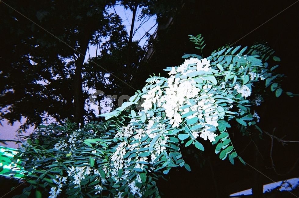 꽃,flower,아카시아꽃,acacia,자연