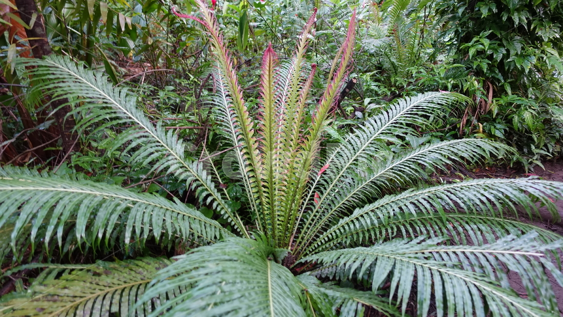 nature,자연,blue,green,plant,식물,grass,초록,정글,밀림,열대우림,rainforest,forest,jungle,fern,양치류