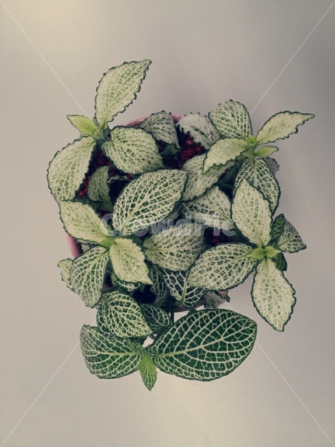 식물,풀,잎,화분,히포에스테스,식물,자연,plants,nature,실내용화초,화분,화초,house plant,인테리어,실내디자인,interior design