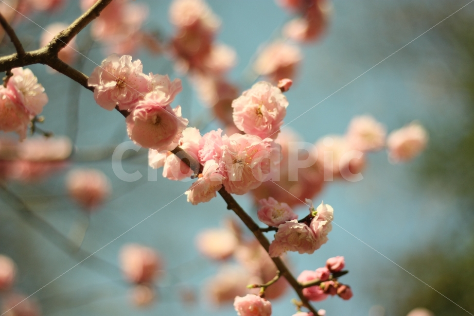 벚꽃,봄,핑크,꽃,아름다움,접사,식물,자연,flower,spring,아웃포커싱,감성,봄,계절,spring,season,식물,자연,plants,nature,꽃,flower,감성,sensible,feeling,plant,blossom