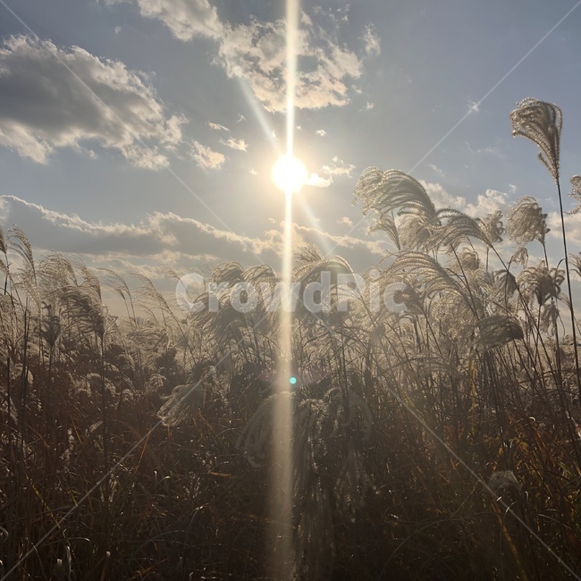 자연,억새,가을,햇빛,하늘,가을,계절,fall,autumn,season,식물,자연,plants,nature,grass,잔디,plant,lawn,flare,플레어,light,빛,reed,갈대