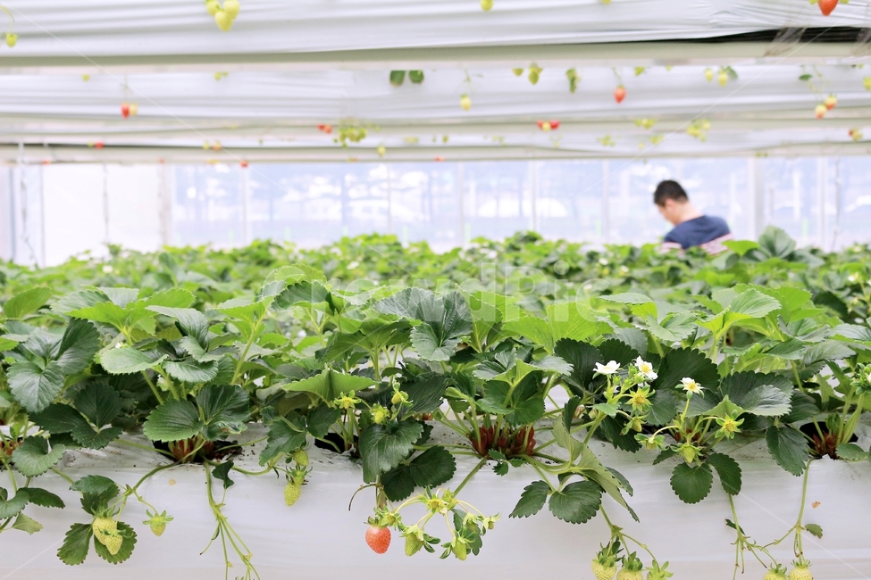 딸기,과일,딸기농장,열매,음식,red,먹음직,작물,식물,온실,하우스딸기,strawberry,식물,자연,plants,nature