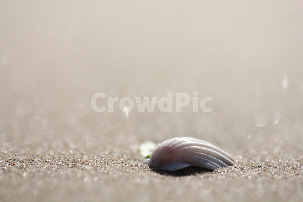 바다,조개껍데기,해변,모래사장,해수욕장,해변,바다,beach,sea,감성,sensible,feeling,휴식,힐링,rest,relaxation,healing