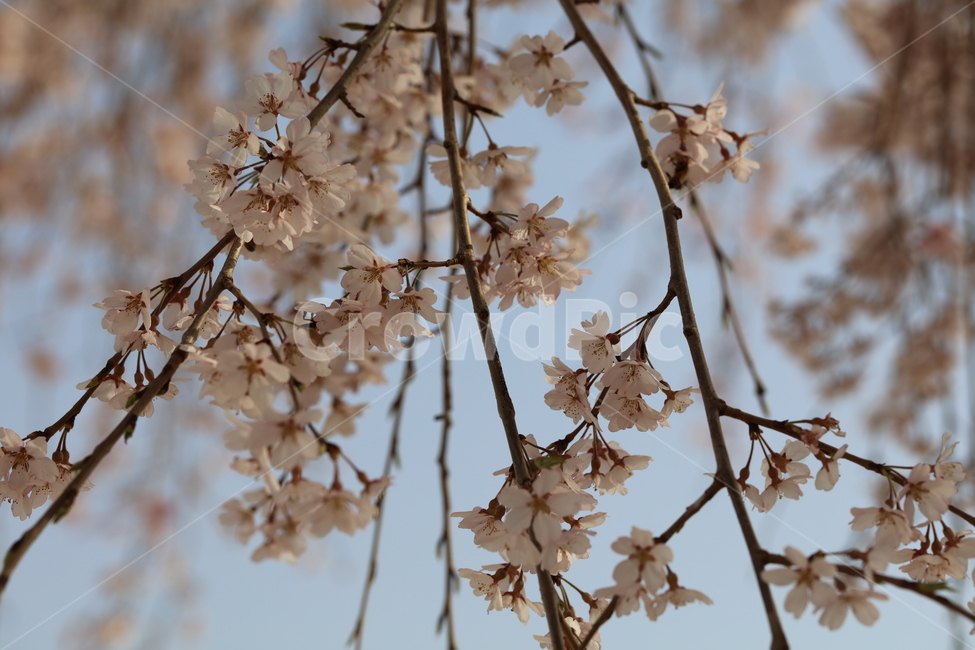 꽃,벚꽃,나무,하늘,봄,풍경,배경,자연,꽃망울,새싹,핑크,분홍,korea,flower,nature,봄,계절,spring,season,식물,자연,plants,nature,꽃,flower,plant,blossom,cherry blossom