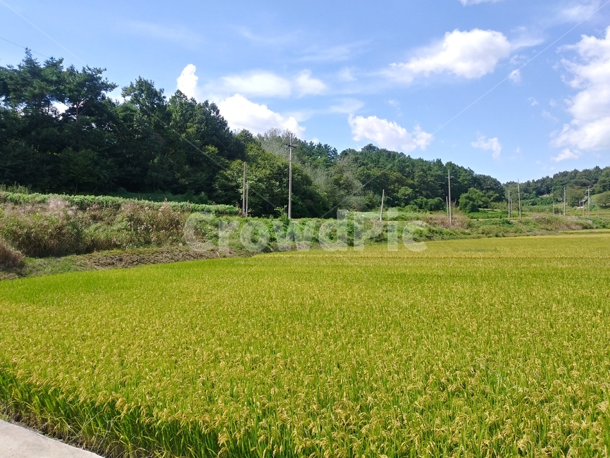 논,논밭,수확,들,자연,벼,시골,nature,countryside,농사,farming,자연,풍경,nature,landscape,field,grassland,목초지,outdoors,옥외