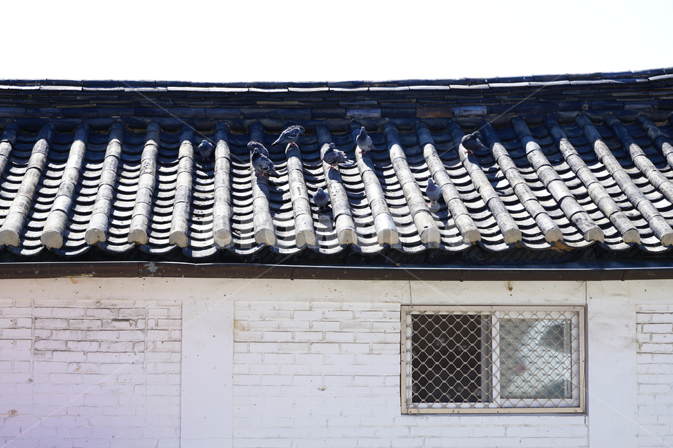 비둘기,기와집,지붕,햇살,새,일광욕,광합성,봄,풍경,dove,tileroofedhouse,house,roof,sunshine,bird,spring,landscape,시골,마을,풍경,landscape,country,rural,town,한국전통,한국문화,korean traditional,korean culture,동물,animal,조류,새,birds,건축물,건물외관,exterior,building,structure,architecture,construction