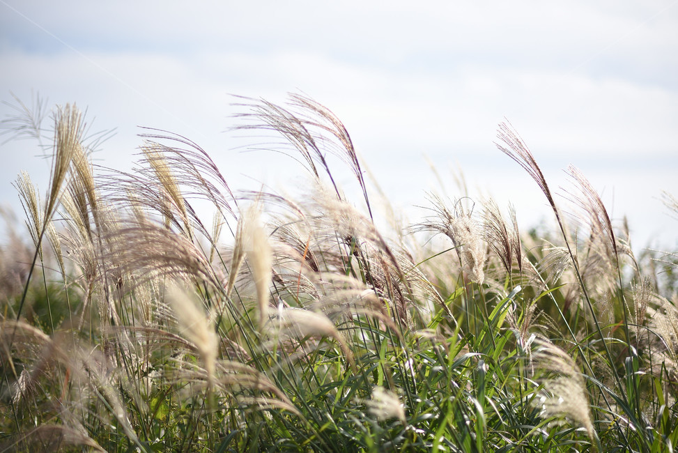 억새,식물,자연,풍경,갈대,가을,계절,fall,autumn,season,식물,자연,plants,nature,grass,잔디,plant,lawn