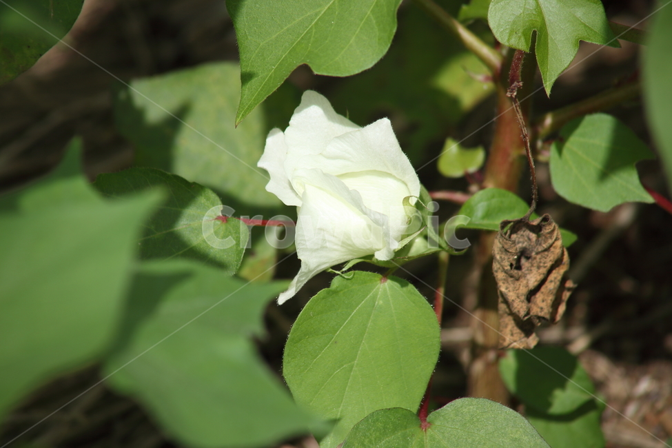 꽃,목화,식물,아욱과,cotton